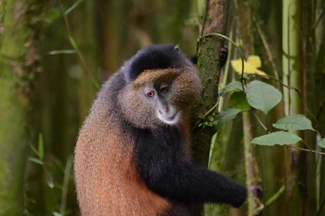 Golden monkey  - Primates, Predators and Paradise