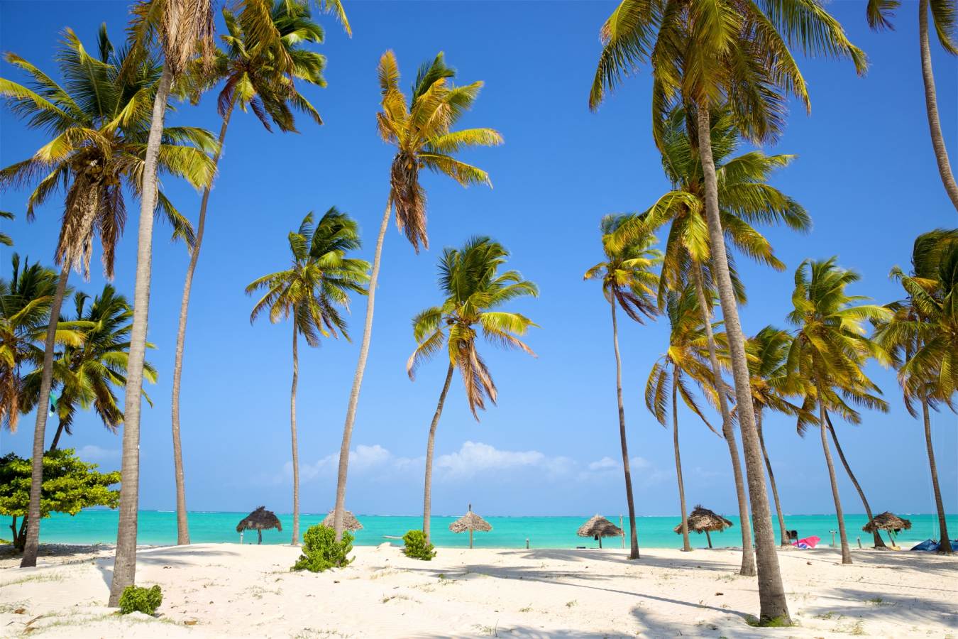 Palm trees Zanzibar - Romantic Rwanda and Tanzania