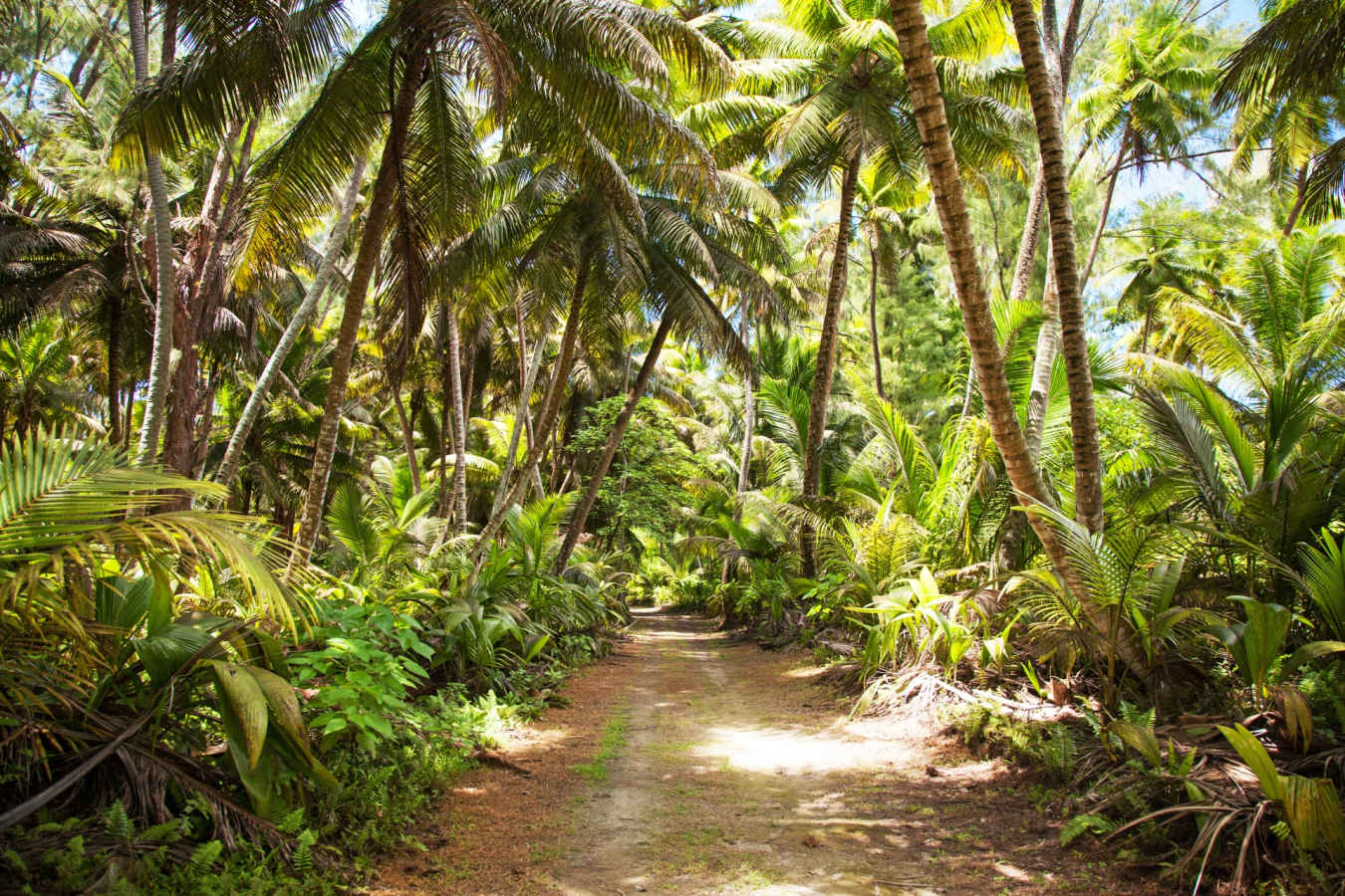 Forest - Alphonse Island