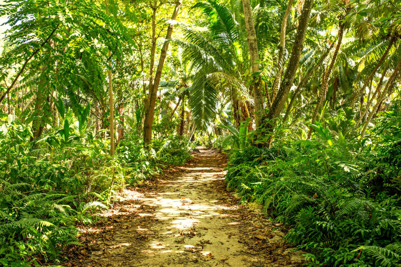 Forest - Denis Private Island