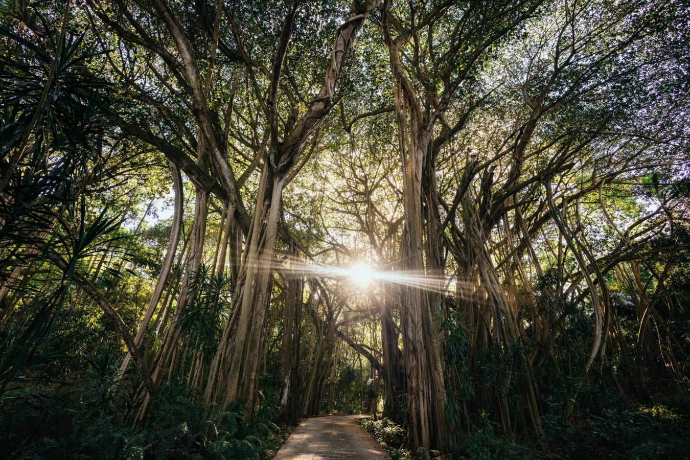 Fregate Island - Trees 