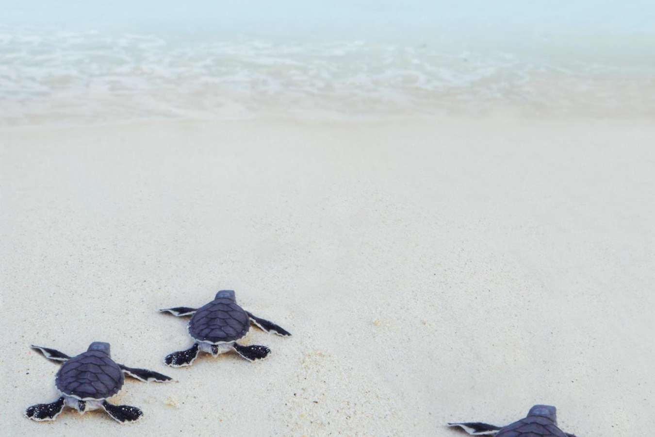 Turtles - Desroches Island Lodge