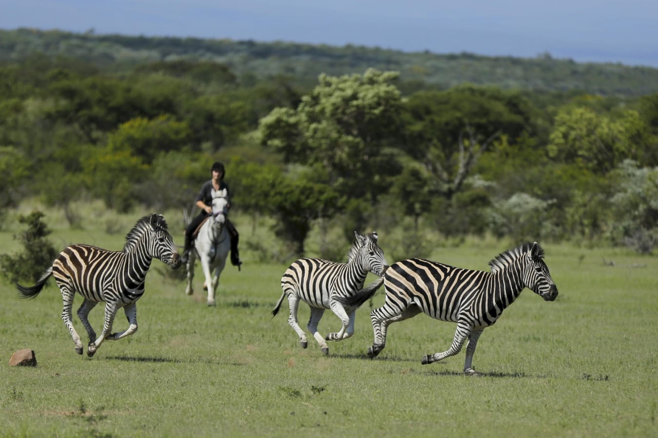 Zebras