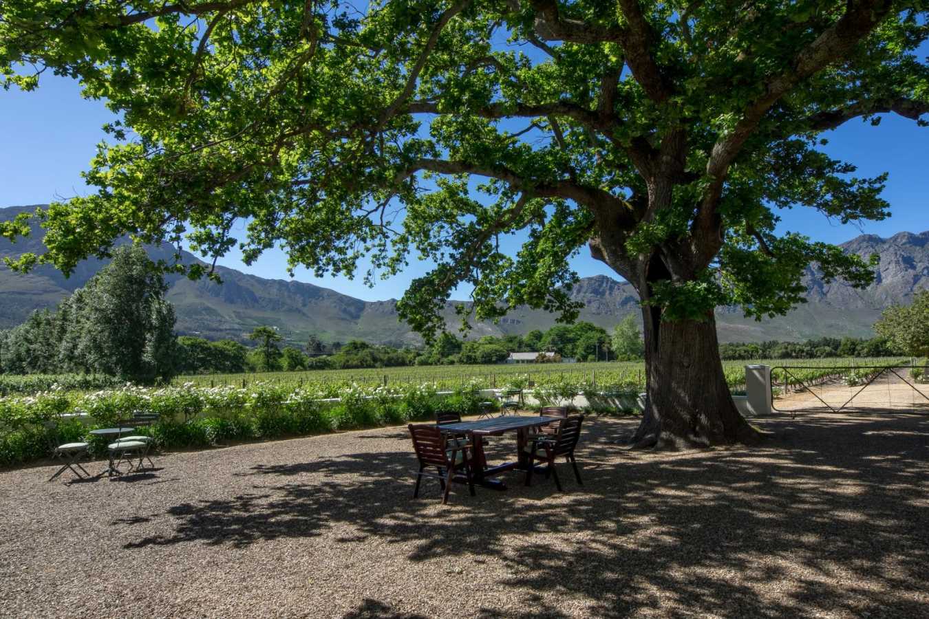 The oak tree and vineyards - Auberge Clermont