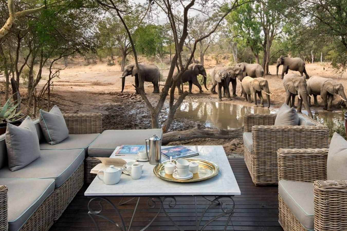 Elephant herd - Ngala Safari Lodge