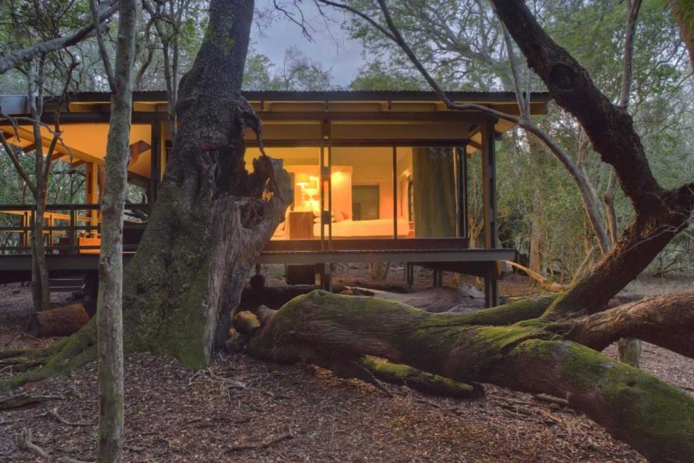 Suite - Phinda Forest Lodge