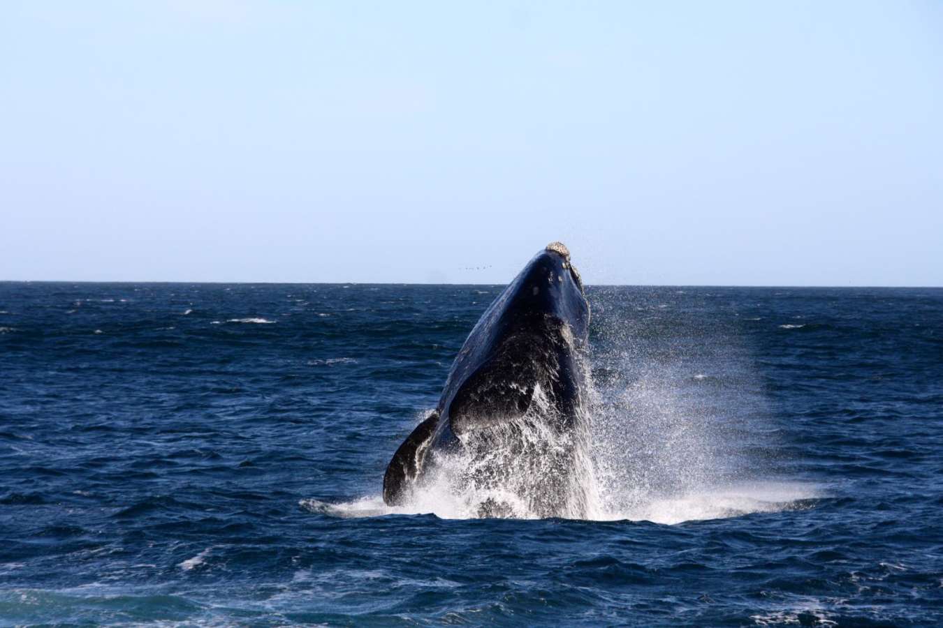 Whale watching - Birkenhead House