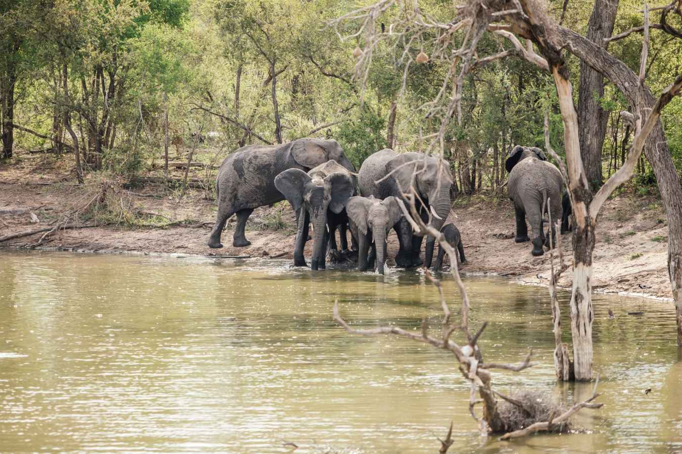 Elephants