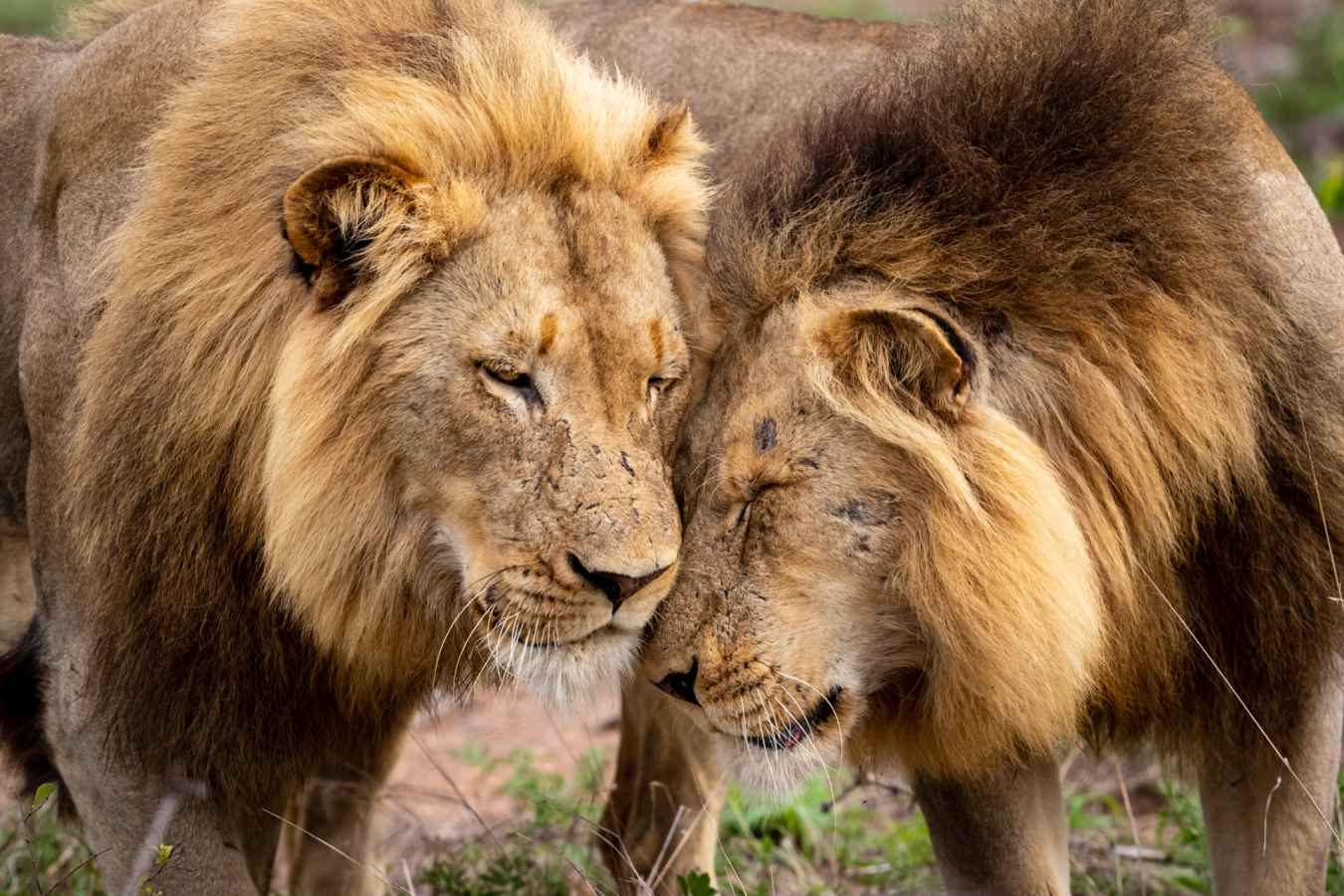 Lion