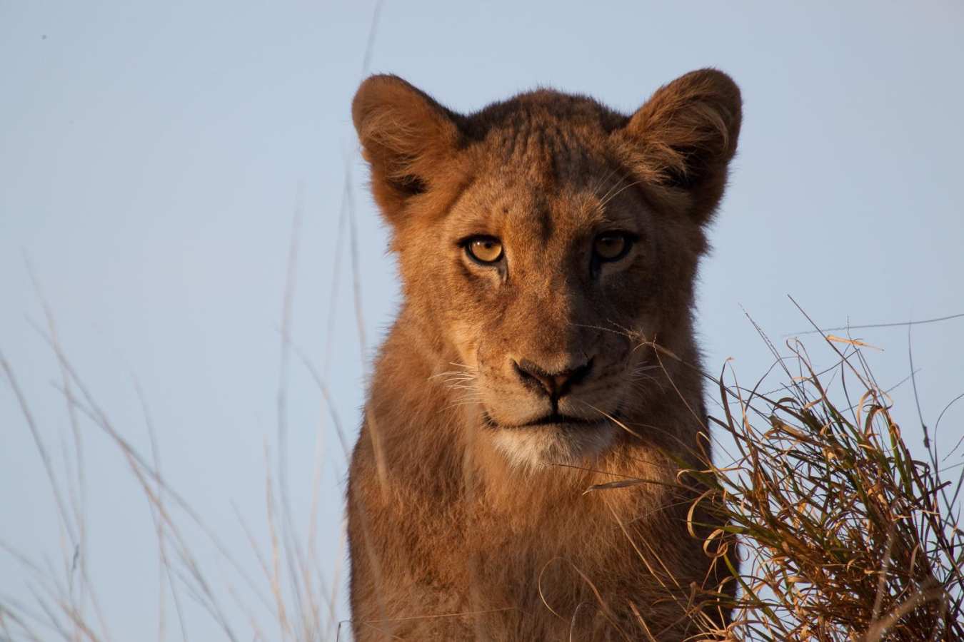 Lioness - Chitwa Chitwa