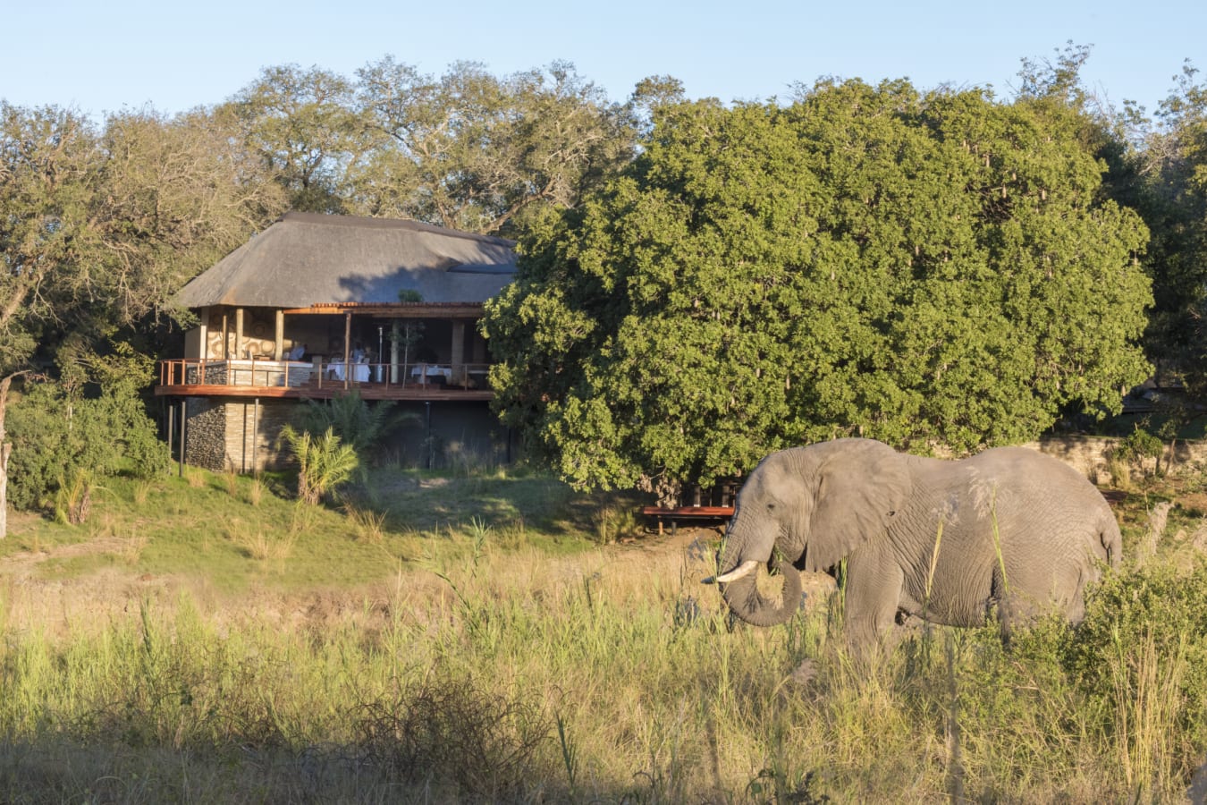 Dulini elephant