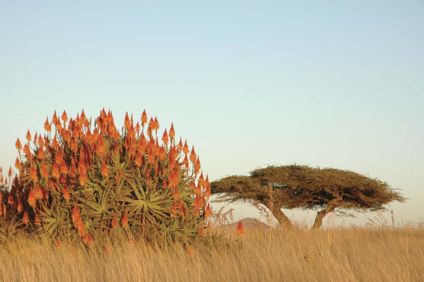 Aloe