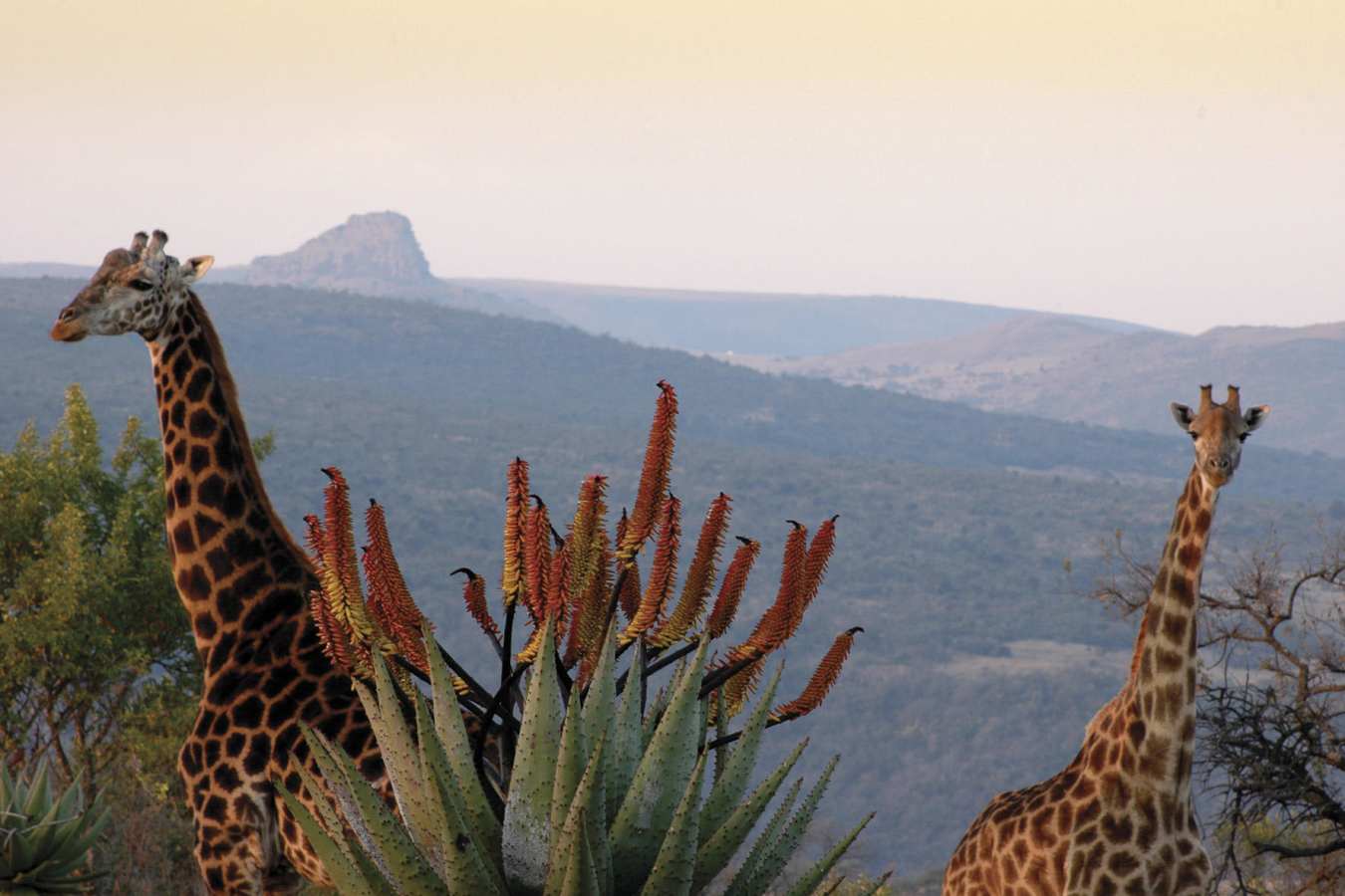 Giraffes