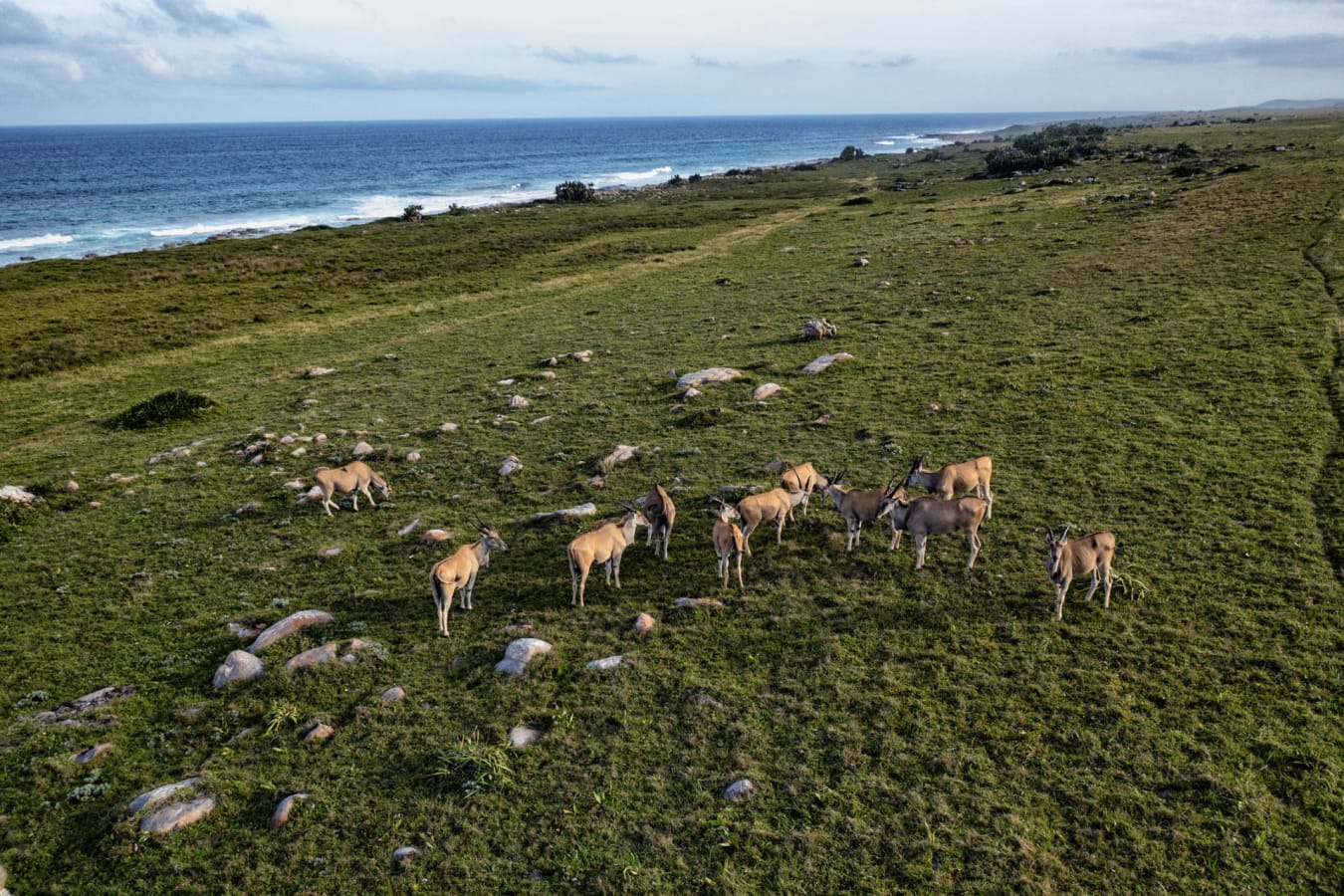 Landscape with Eland and Sea 