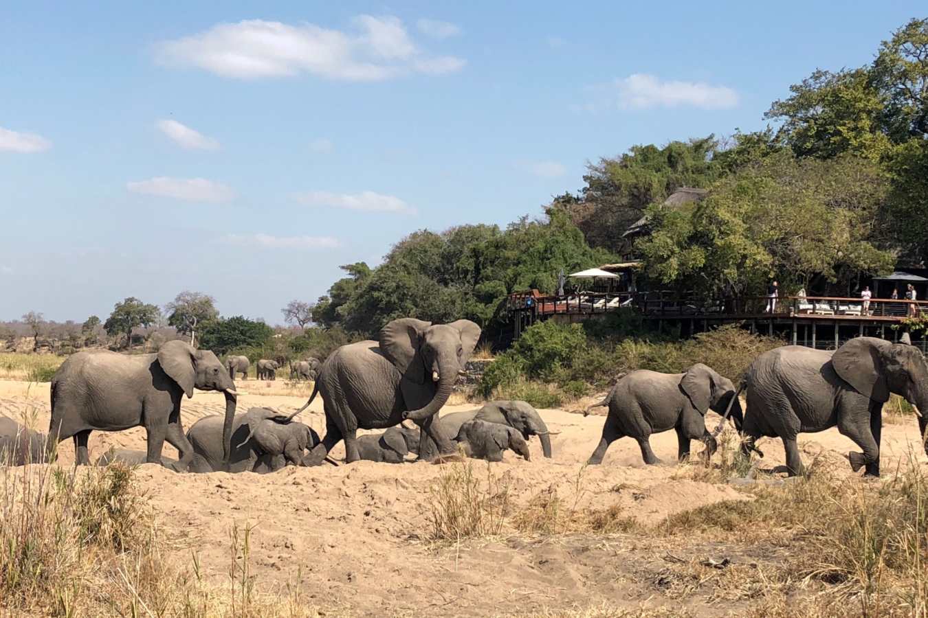 Elephants at Jock Safari Lodge