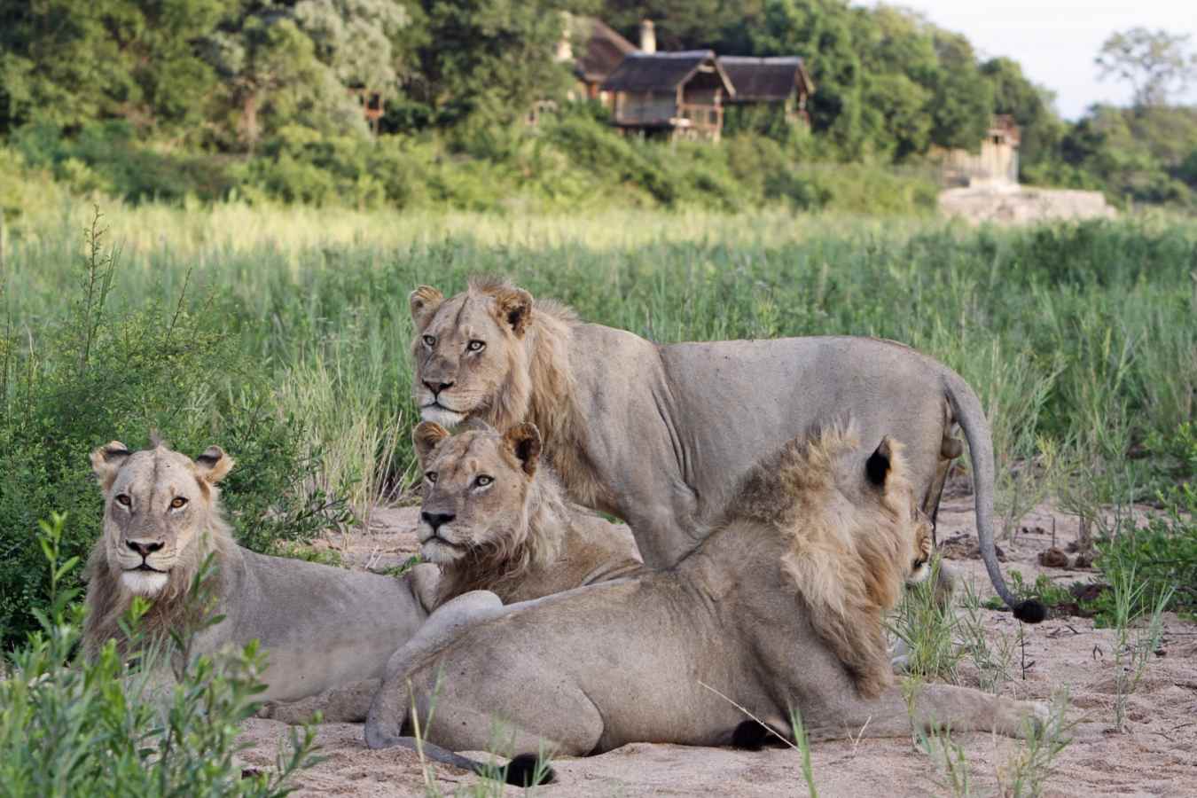 Lions at Jock Safari Lodge