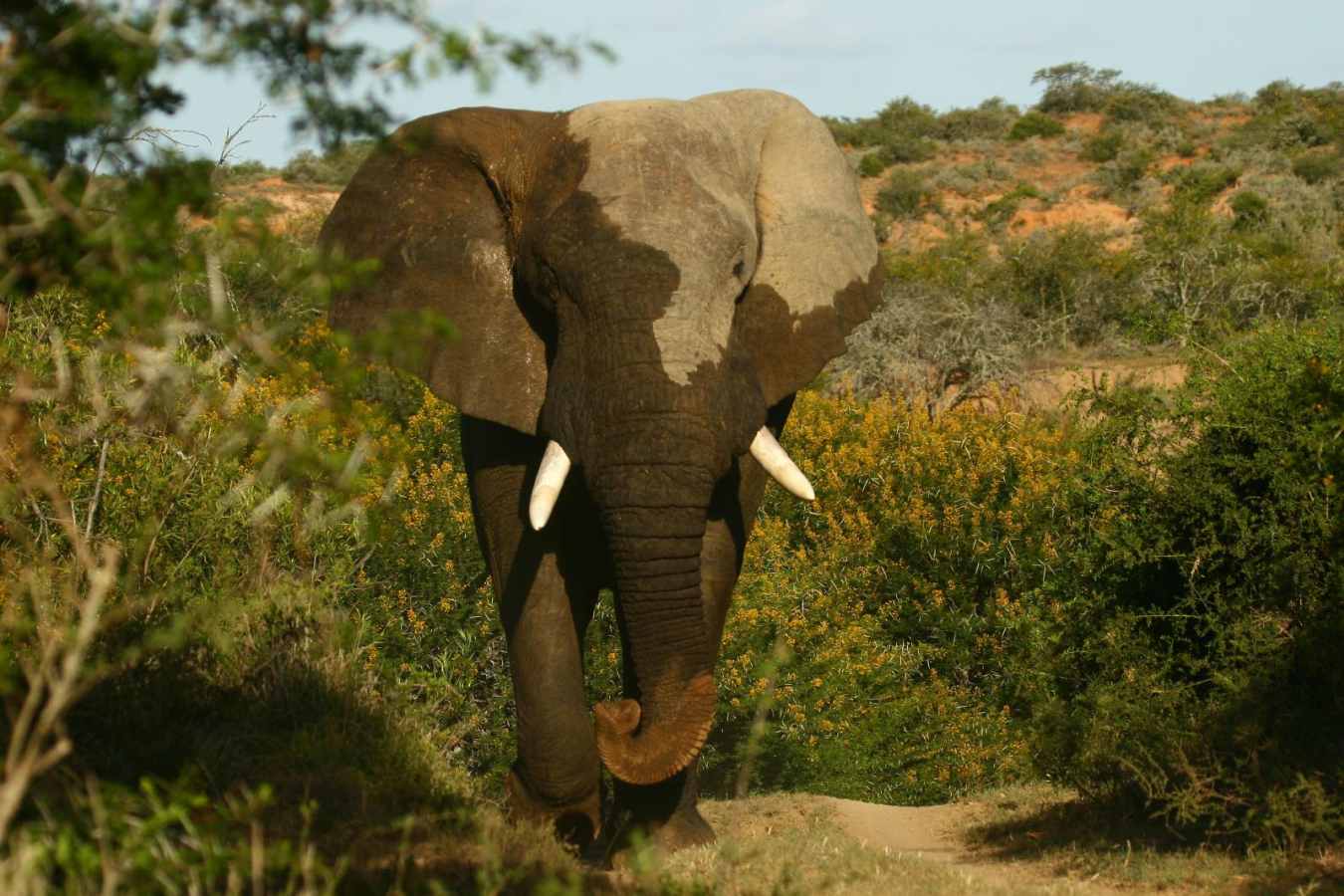 Elephant - Kwandwe Ecca Lodge