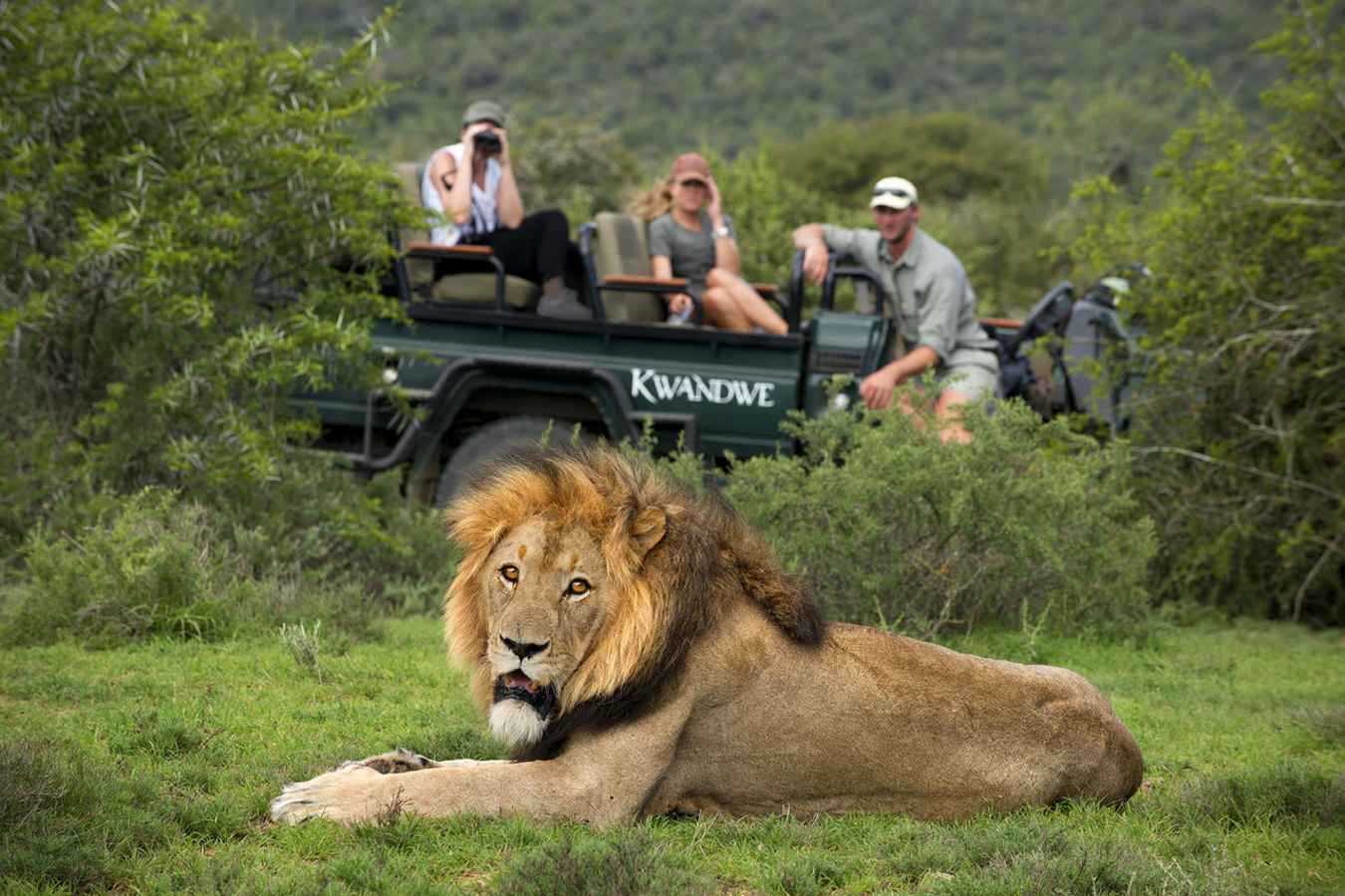 Male Lion - Kwandwe Great Fish River Lodge