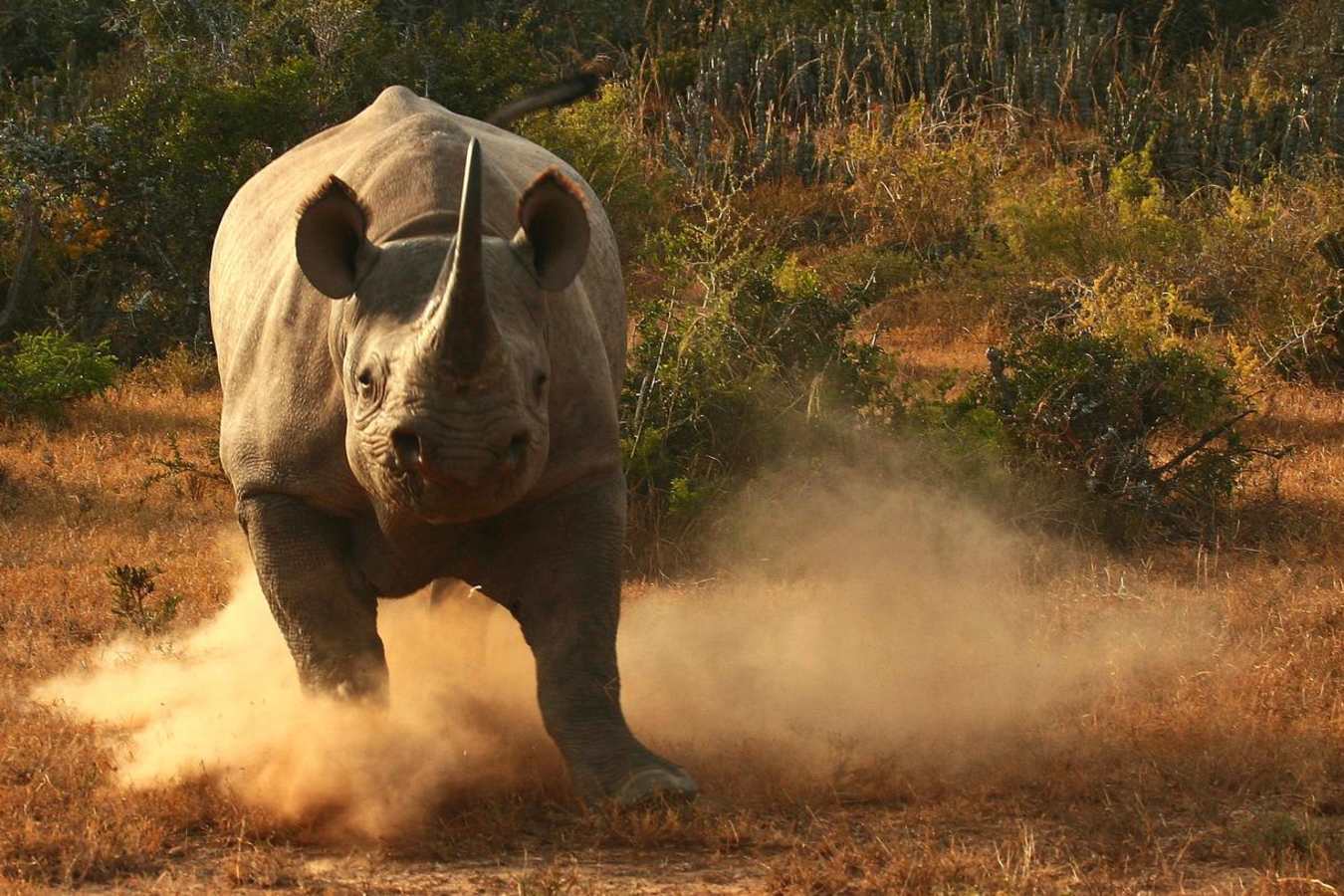 Black Rhino - Kwandwe Great Fish River Lodge