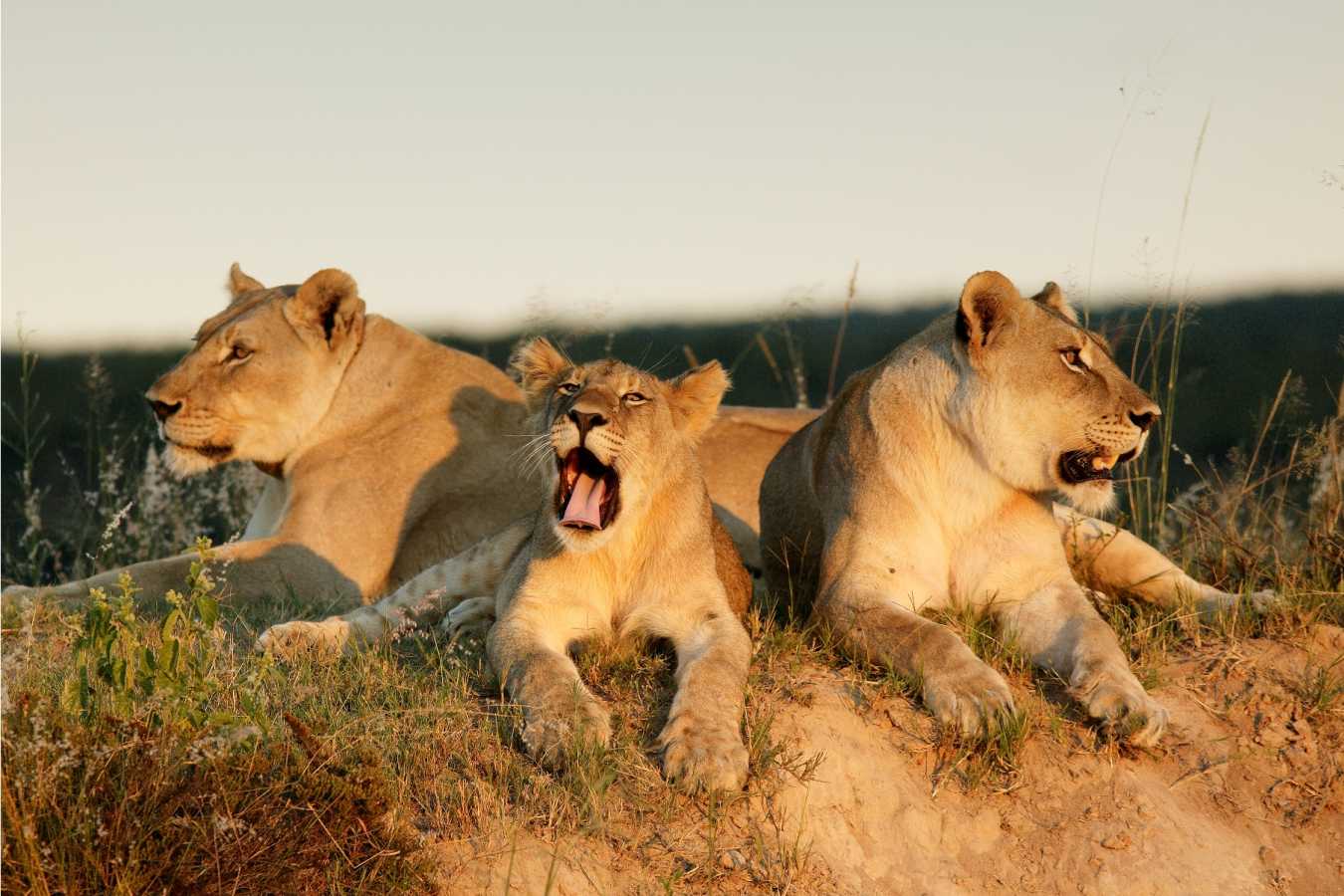 Wildlife - Mhondoro Game Lodge