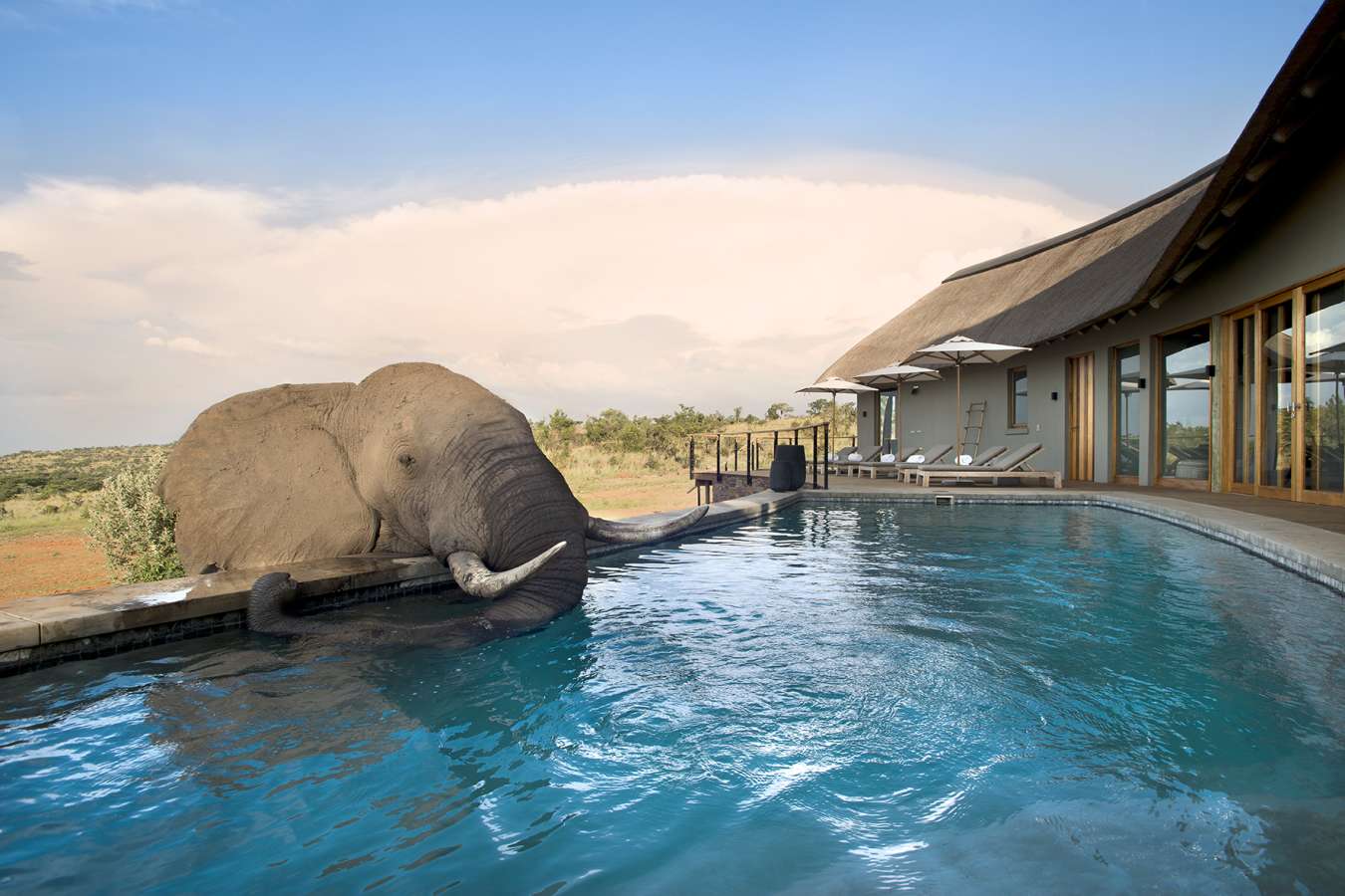Main lodge pool - Mhondoro Game Lodge