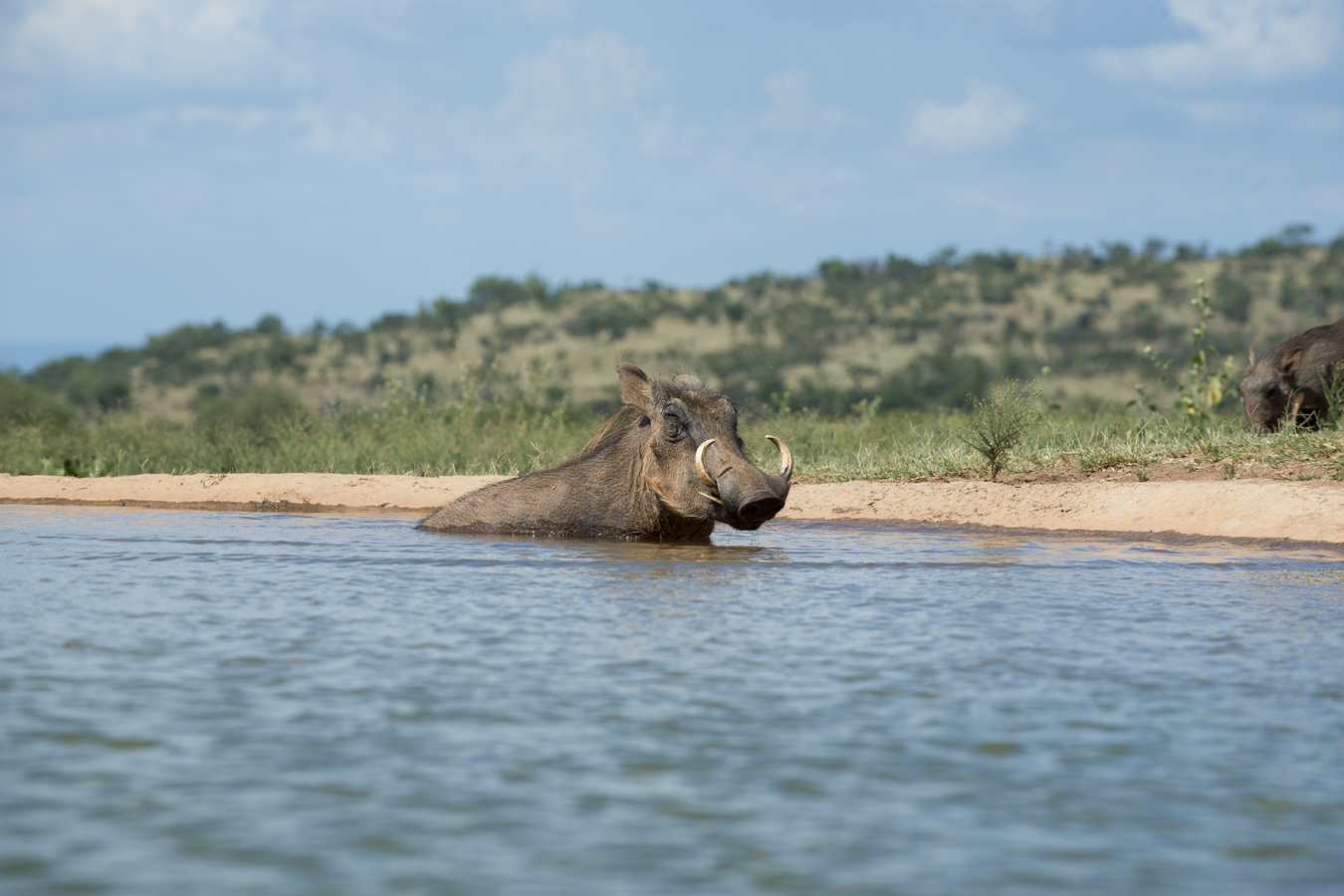 Warthog at the waterhole - Mhondoro Game Lodge