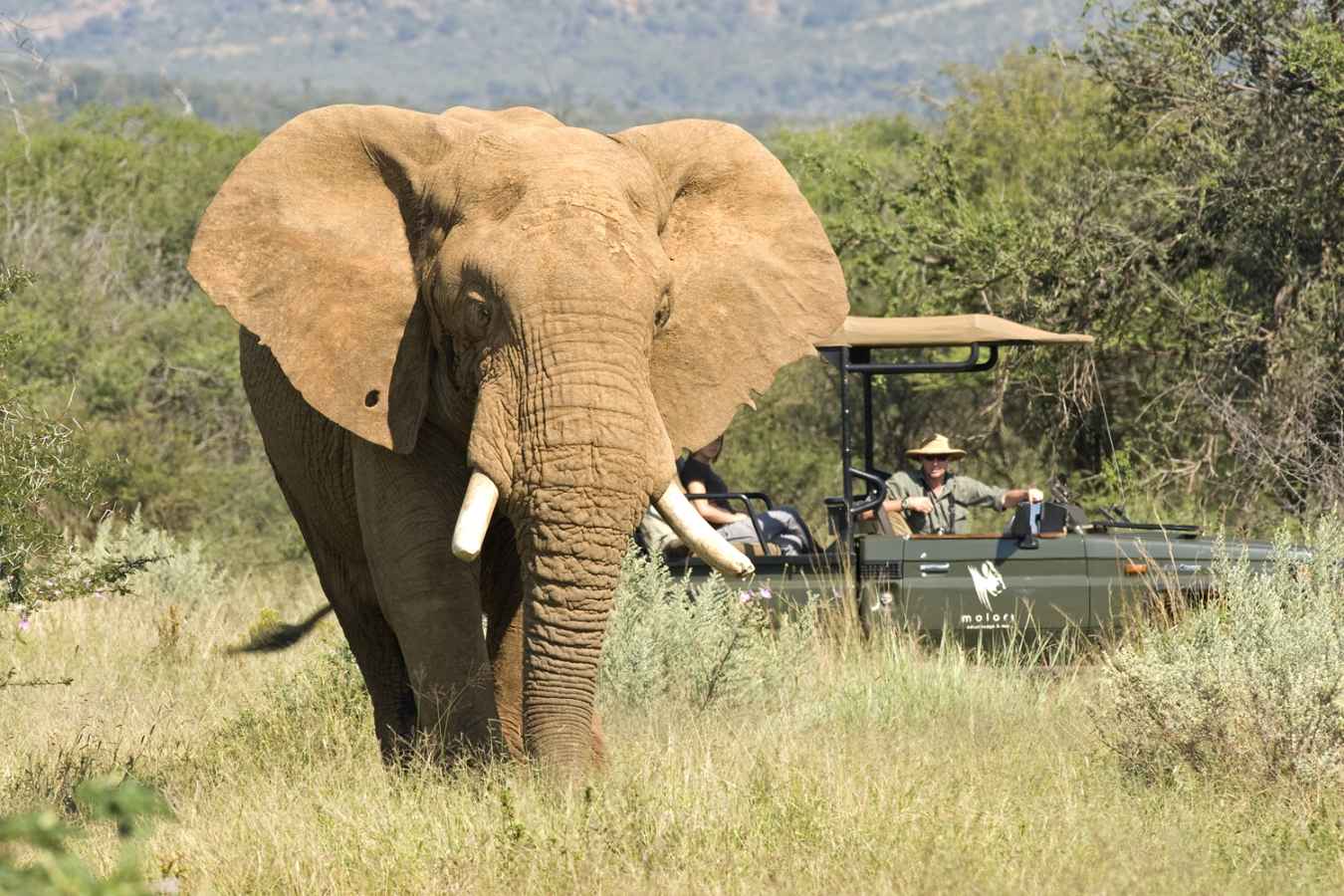 Game viewing - Molori Safari Lodge