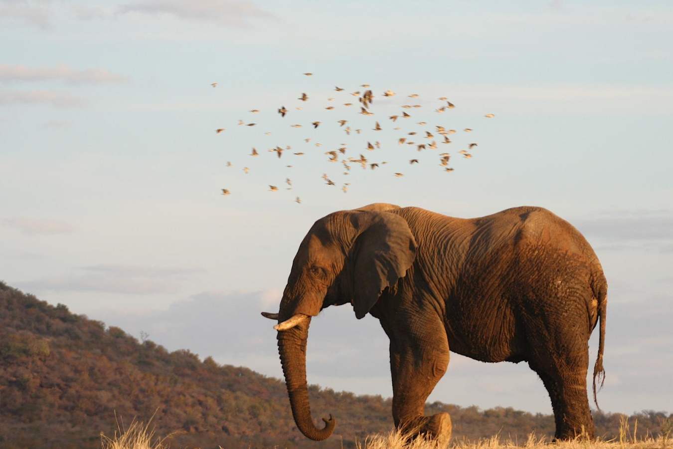 Elephant - Molori Safari Lodge