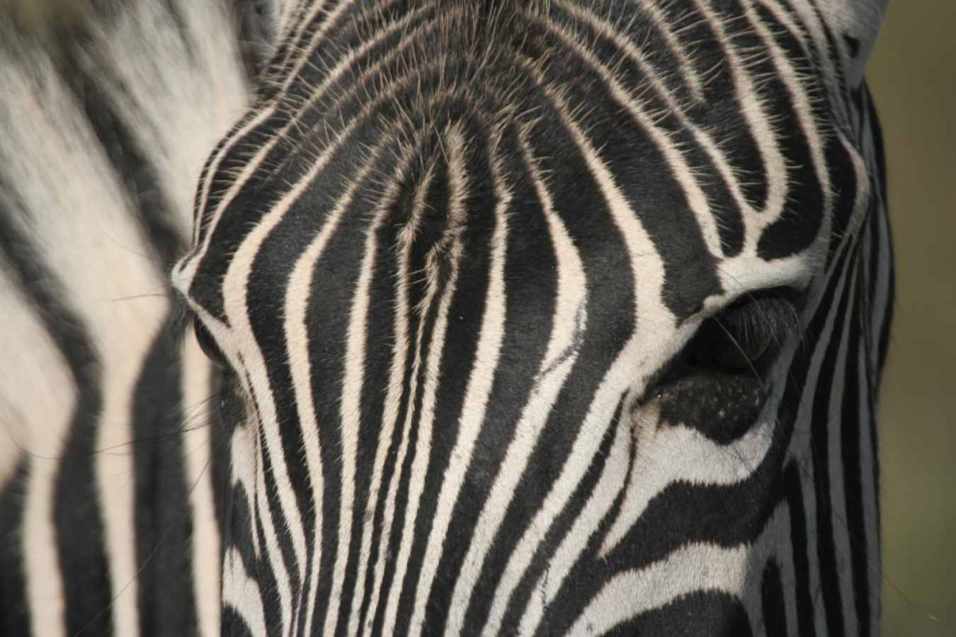 Zebra - Molori Safari Lodge