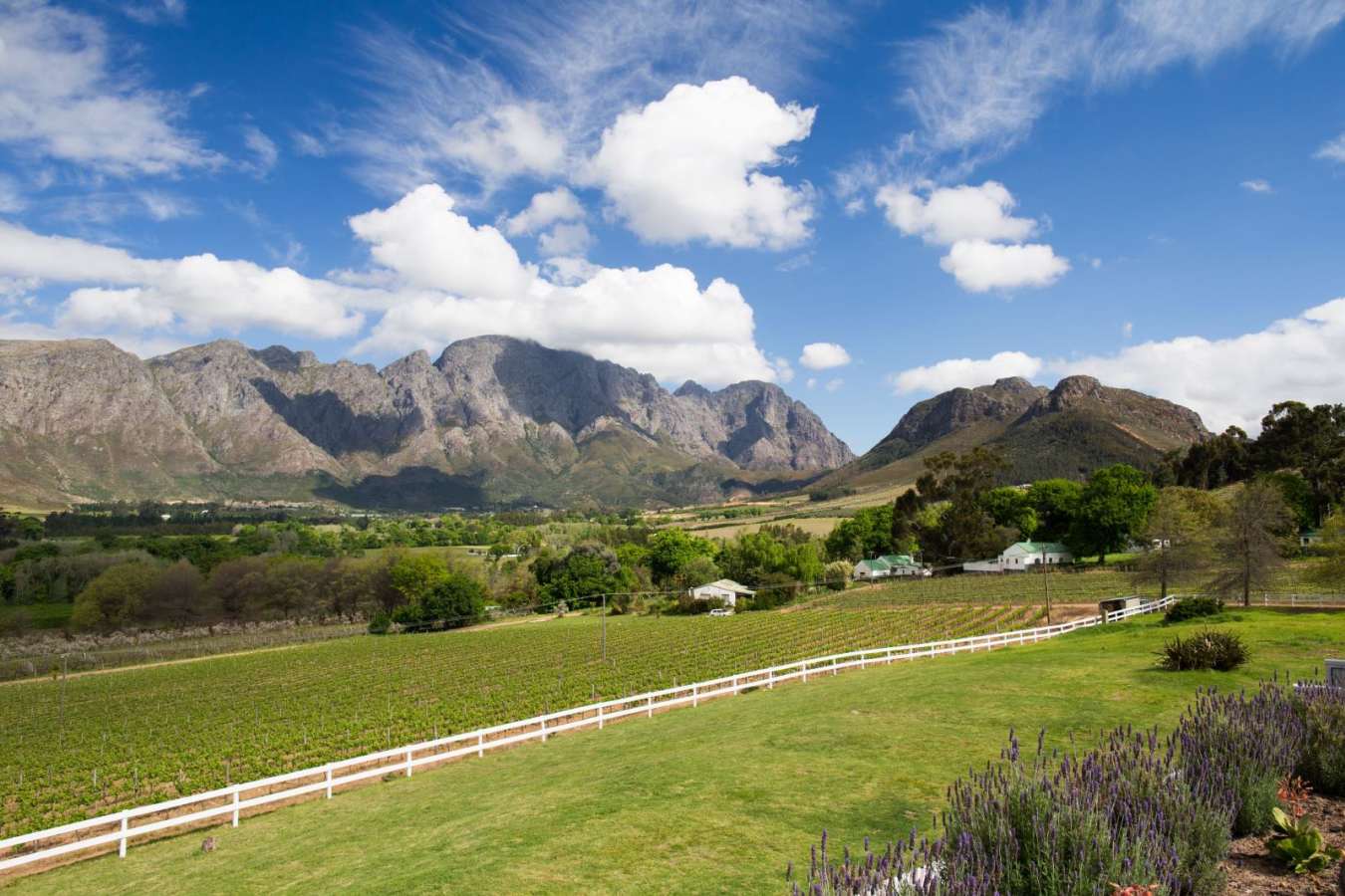 Vineyard Wing View - Mont Rochelle