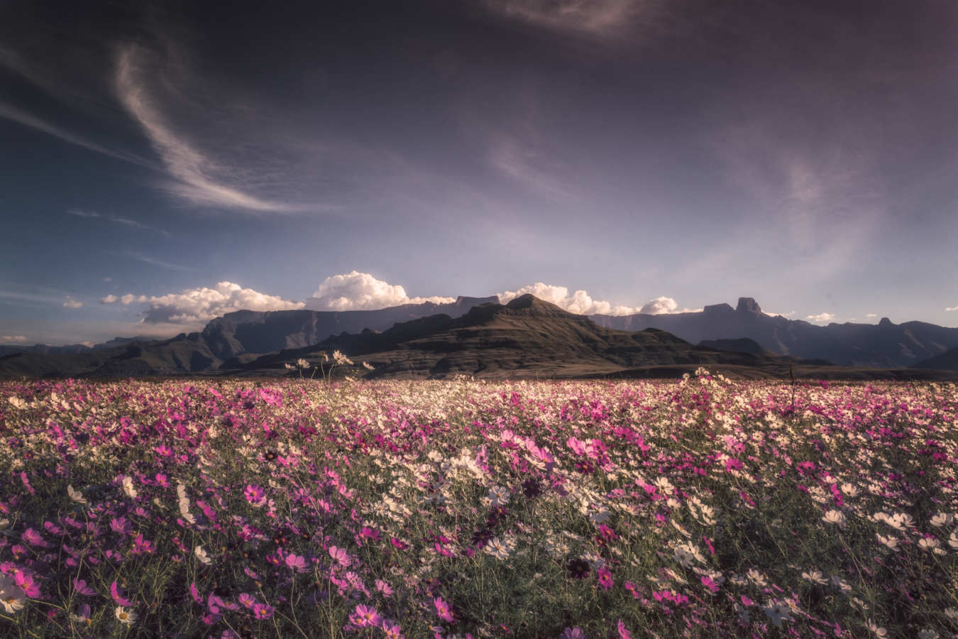 Flowers in boom at Amphi - Montusi Mountain Lodge