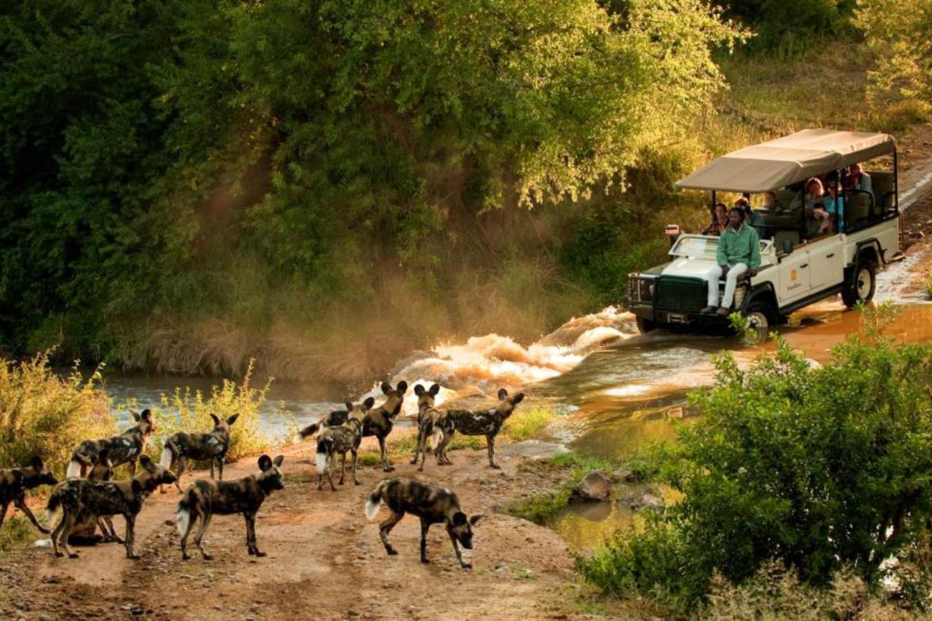 wild dogs