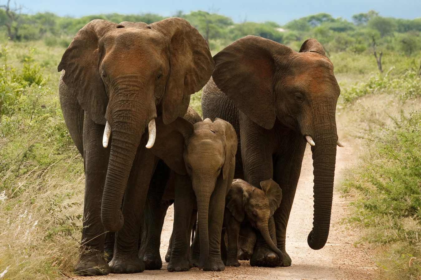 Family Madikwe elephants in Madikwe Game Reserve