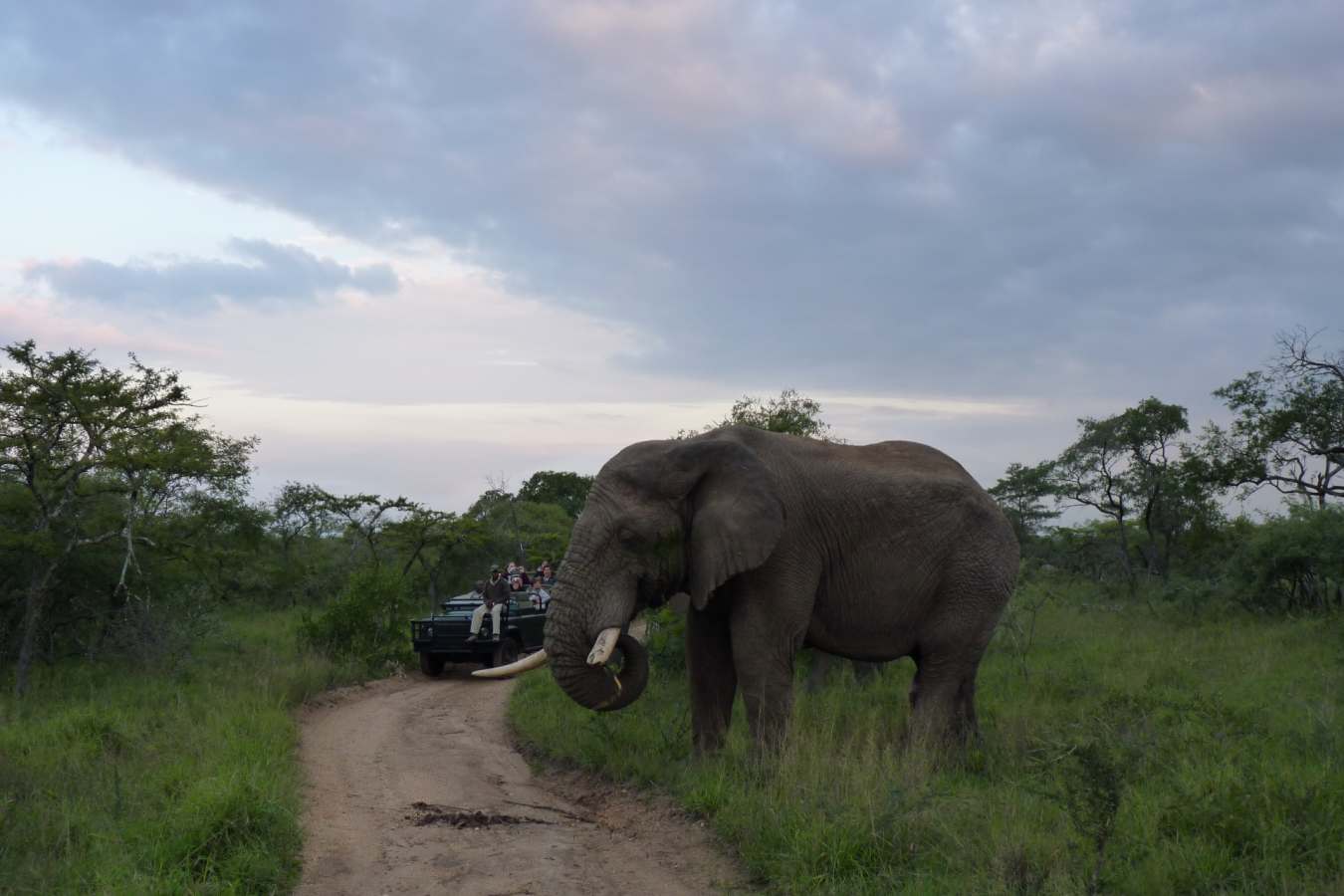 Game drive with elephant