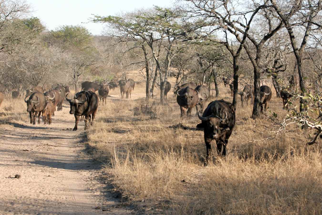 Buffalo in Thornybush