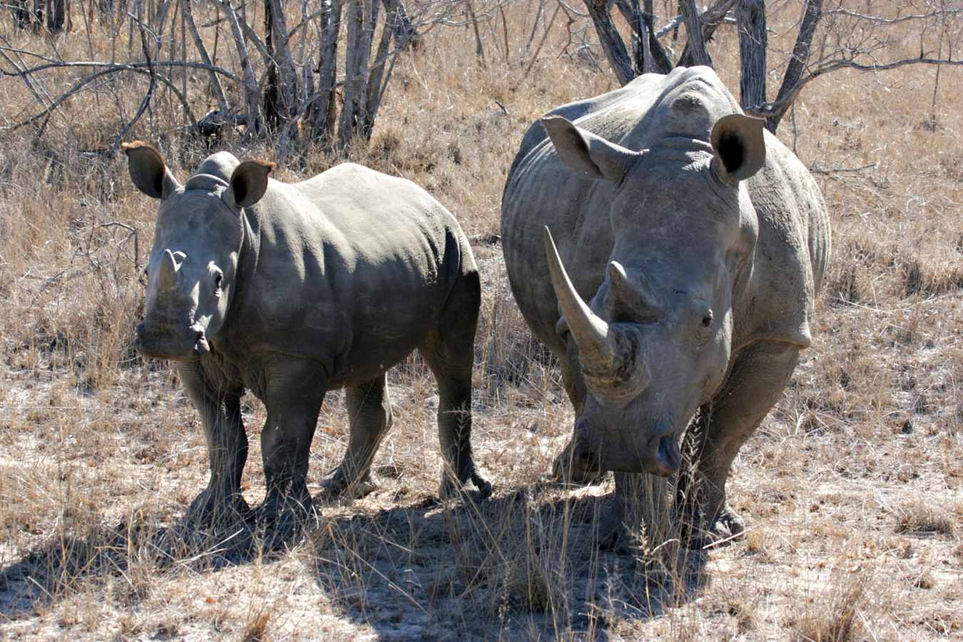 Rhino in Thornybush