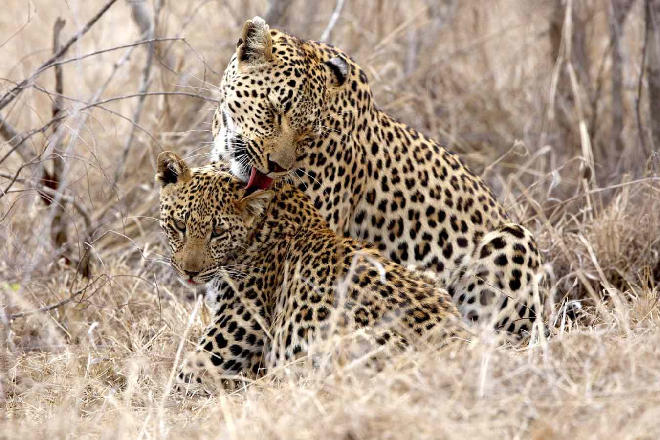 Leopards - Singita Ebony Lodge