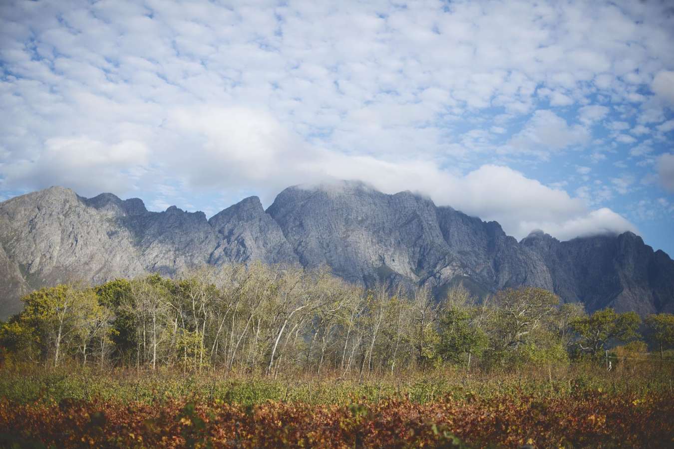View - The Last Word Franschhoek