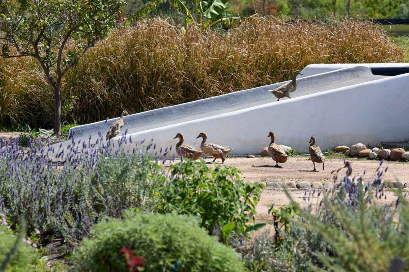 Ducks in food garden  