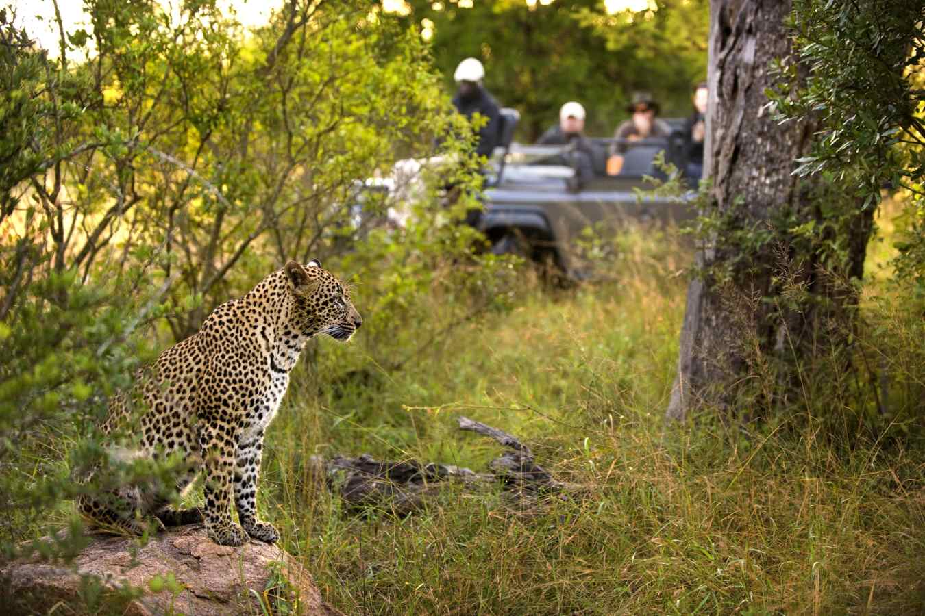 Leopard on safar