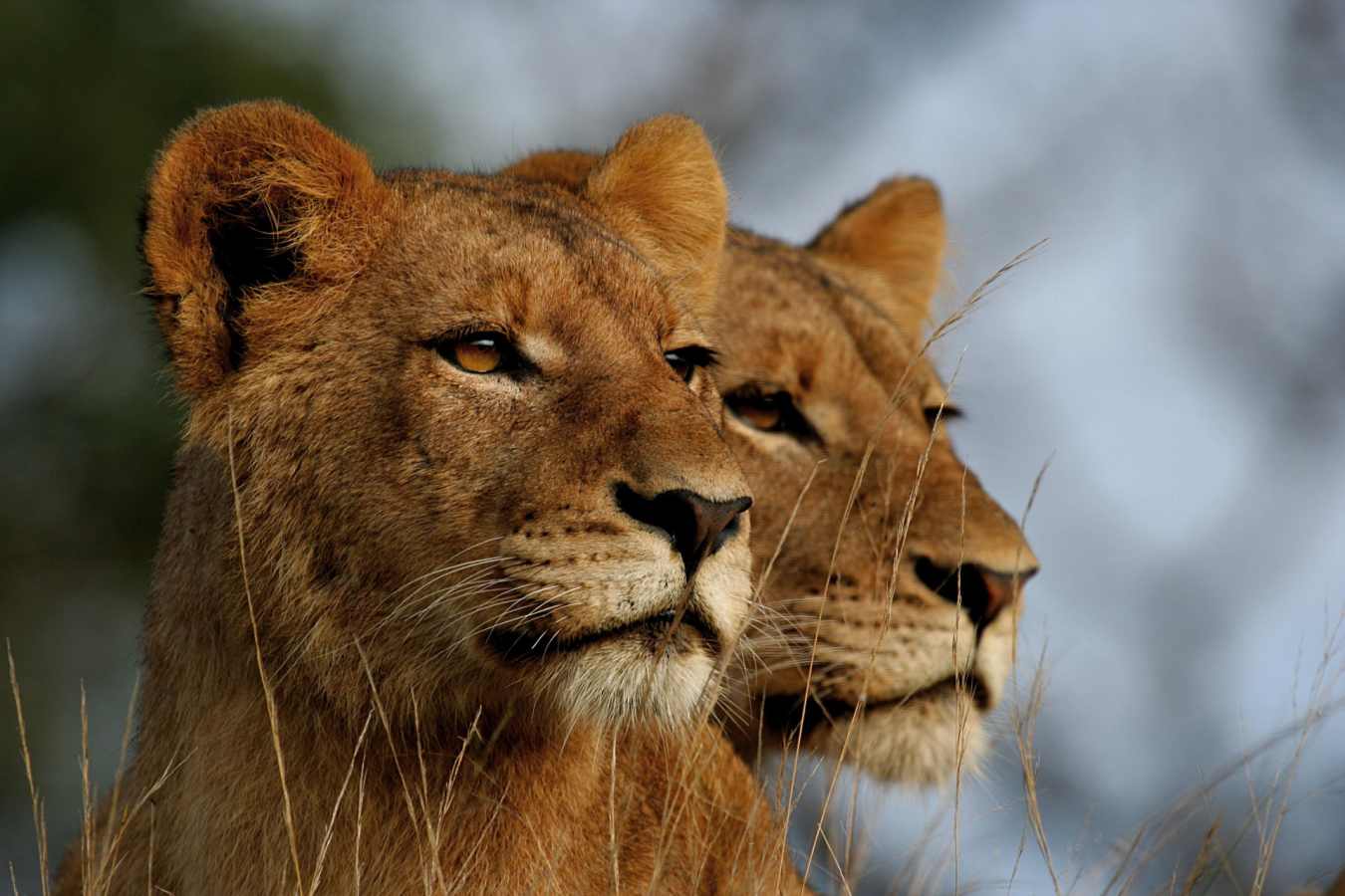 Lions in Kruger