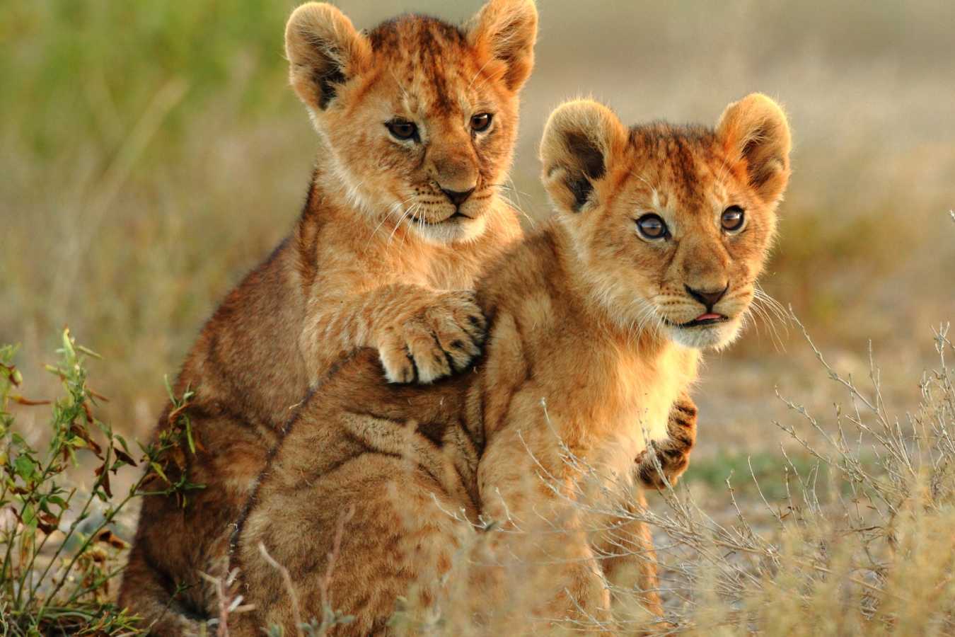 Lion Cubs Kruger National Park