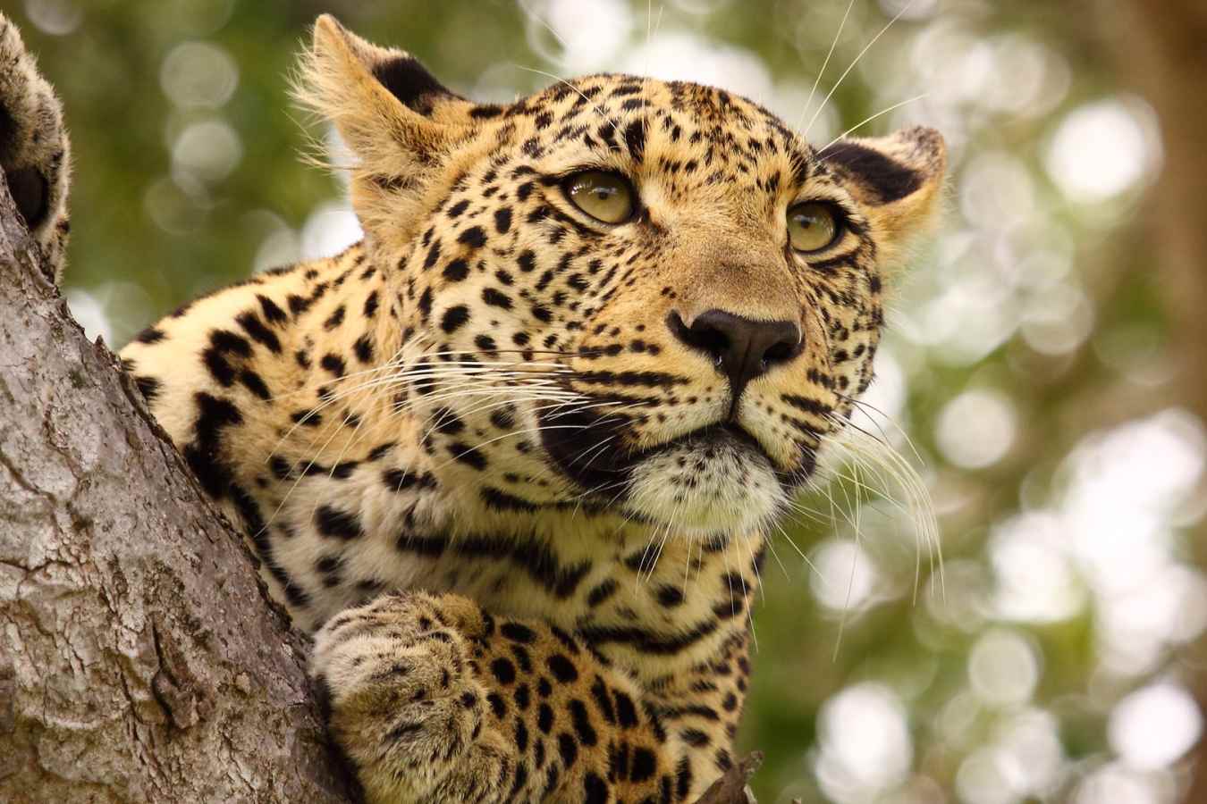 Leopard Kruger National Park