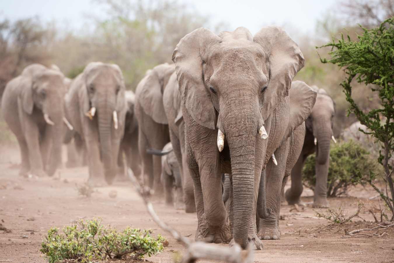 Elephants of Mashatu