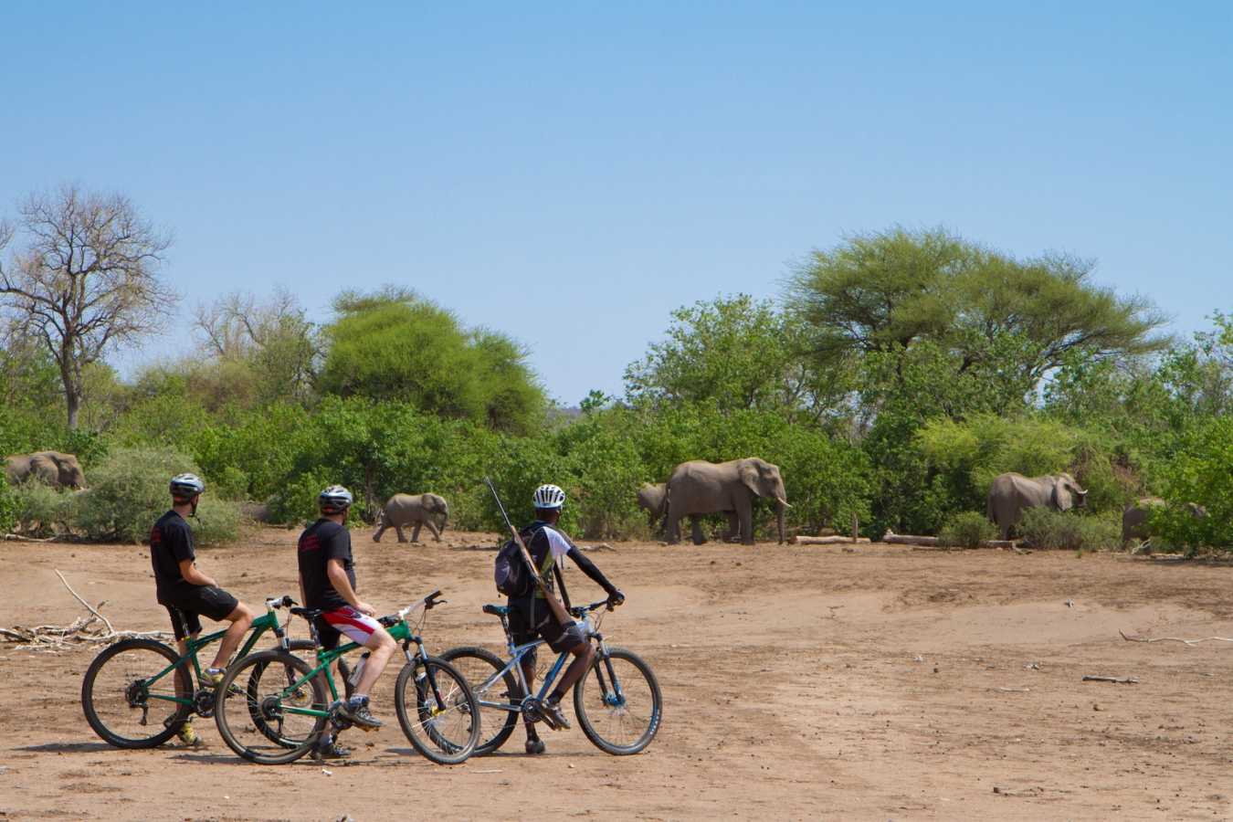 Cycling safari in Mashatu