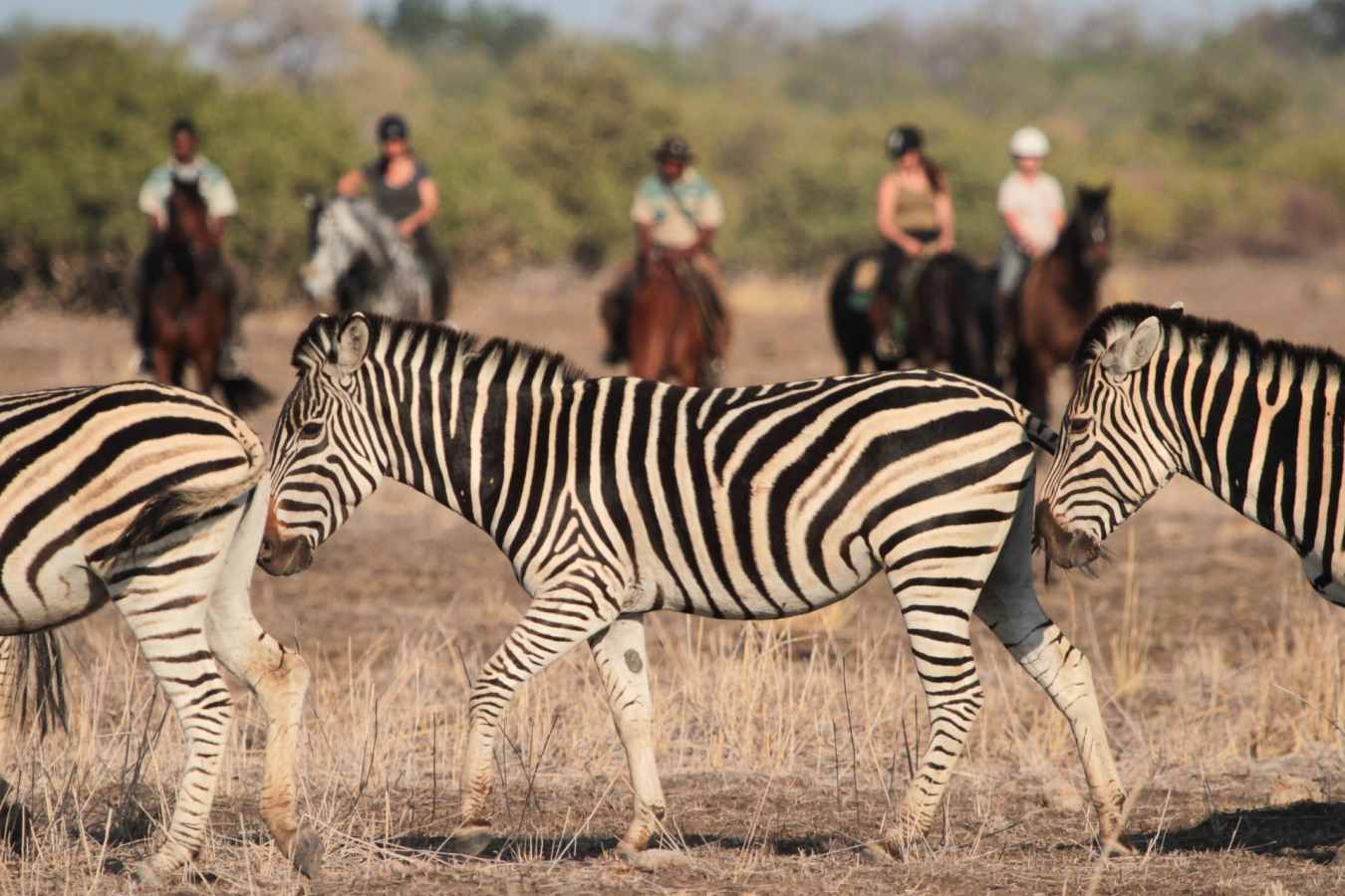 Riding safari at Mashatu