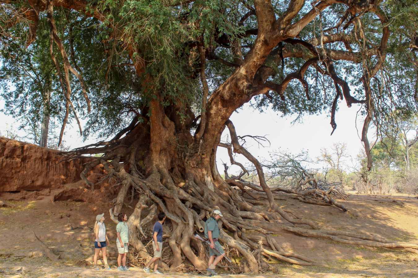 Walking safari at Mashatu