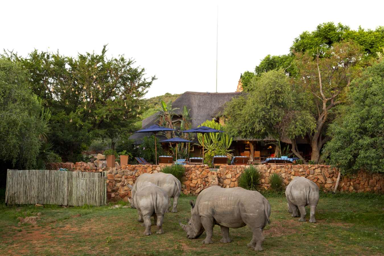 Rhinos at Ants Nest