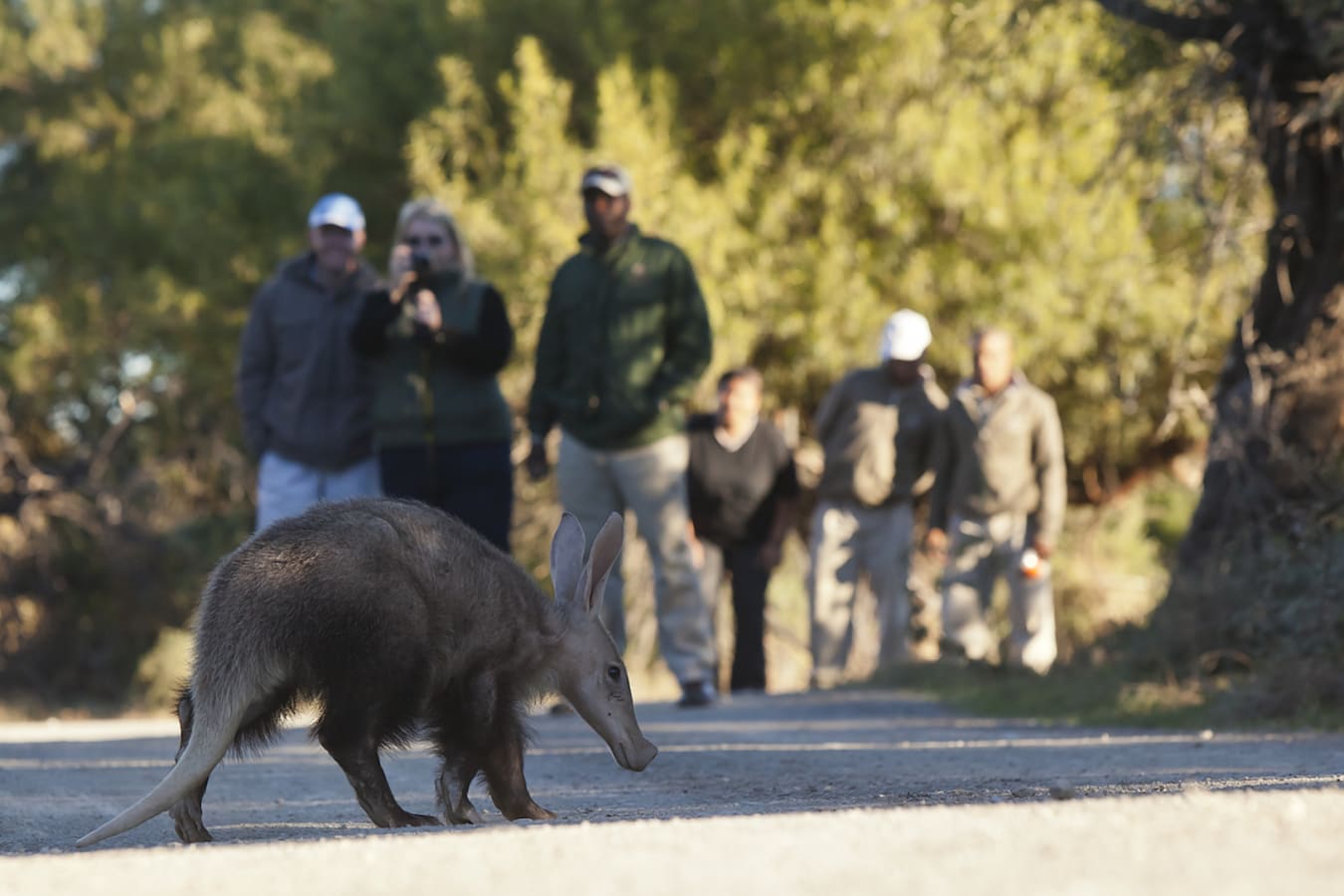 Samara Aardvark   