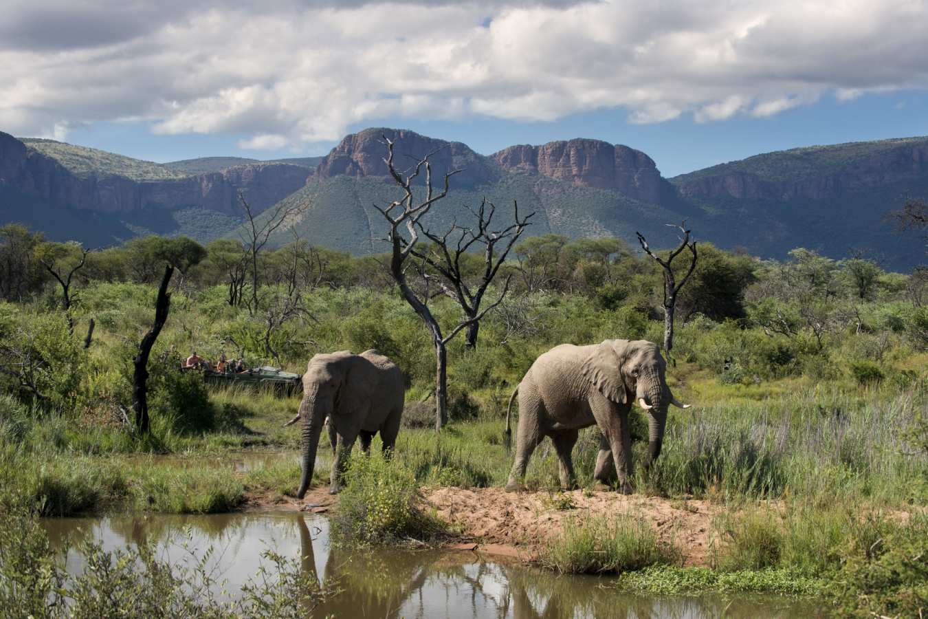 Elephants on safari